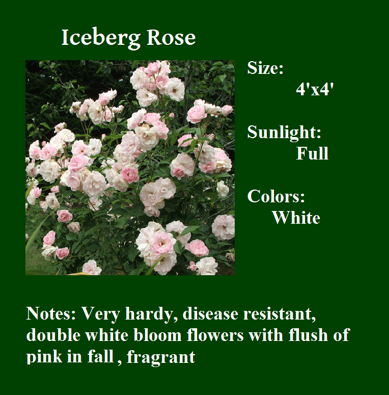 Iceberg Rose Santiago Landscape Maintenance Inc 775 826 9765